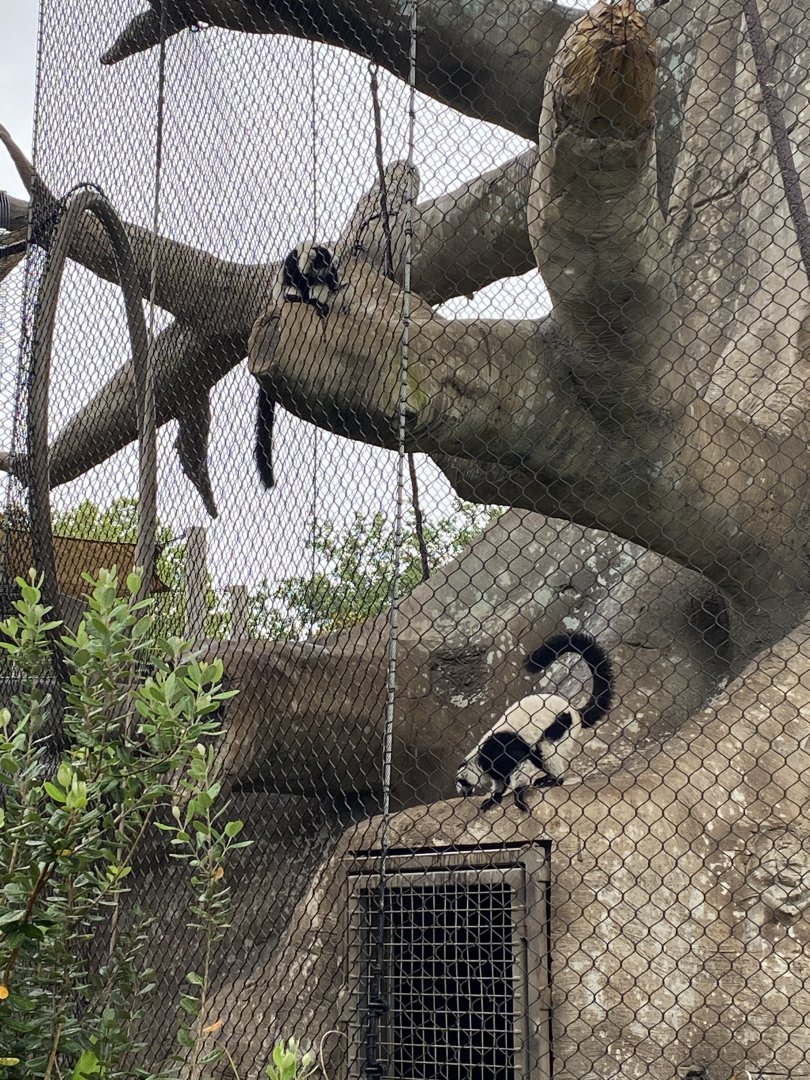 Black-and-White Ruffed Lemur (Varecia variegata)