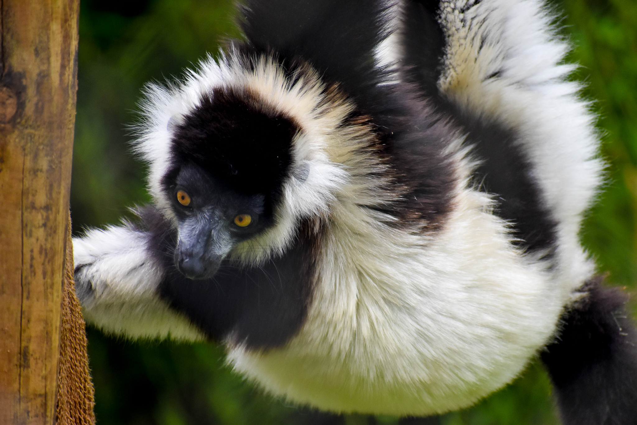 Black-and-white Ruffed Lemur (Varecia variegata)