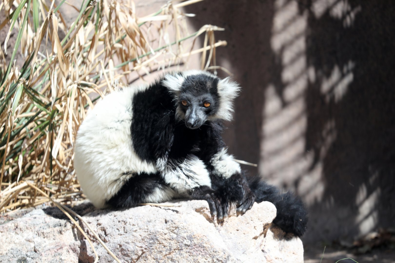 black-and-white ruffed lemur (Varecia variegata)