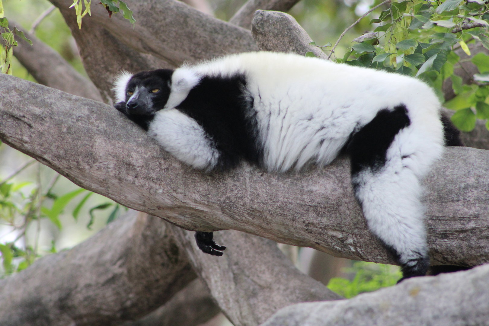 Black-and-White Ruffed Lemur (Varecia variegata)