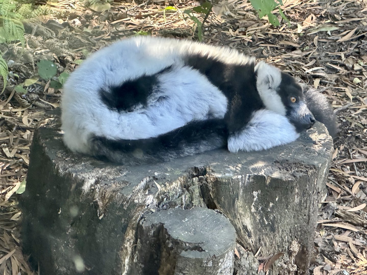 Black and white ruffed lemur (Varecia variegata)
