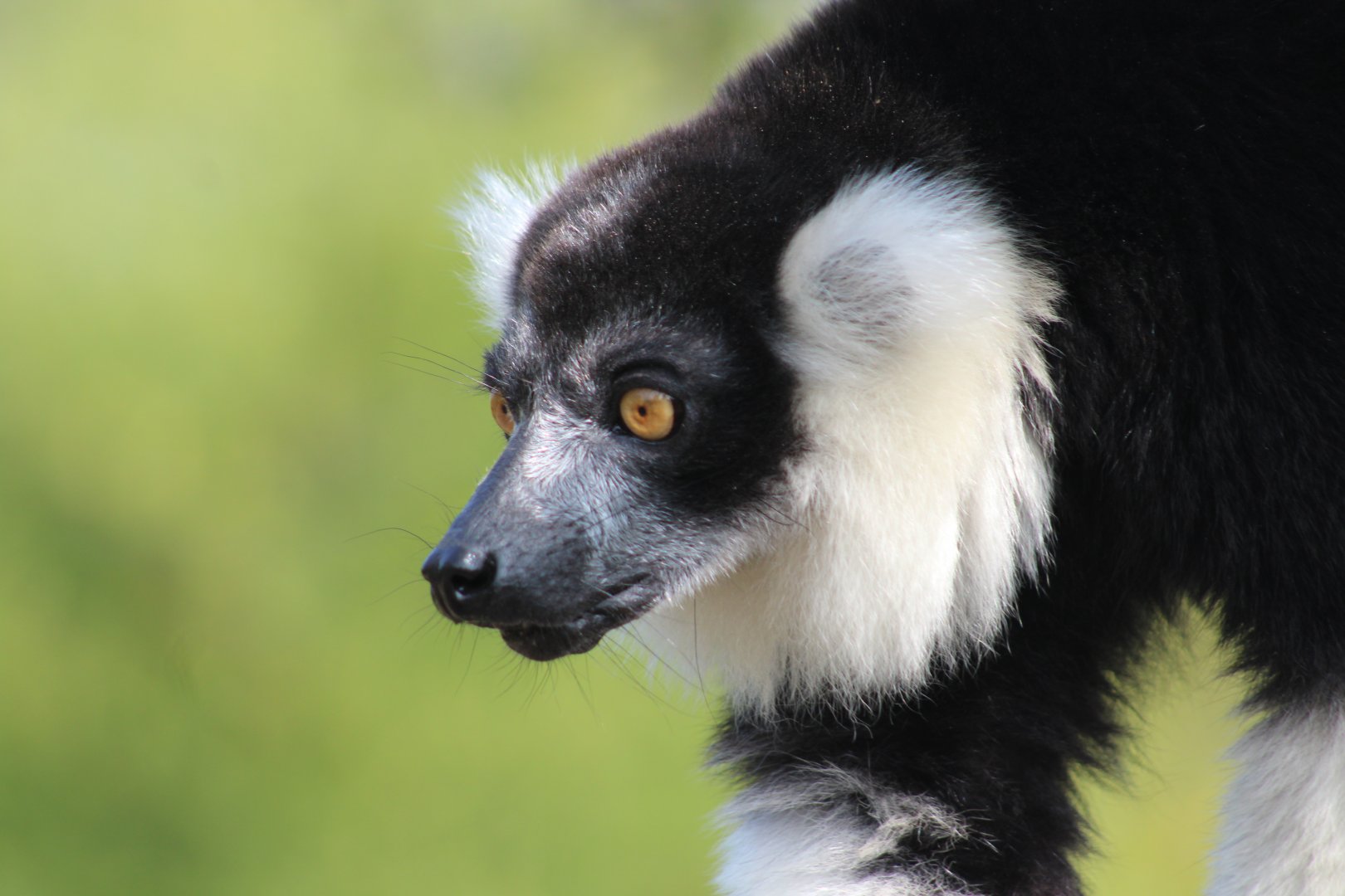 Black-and-white ruffed Lemur (Varecia variegata)