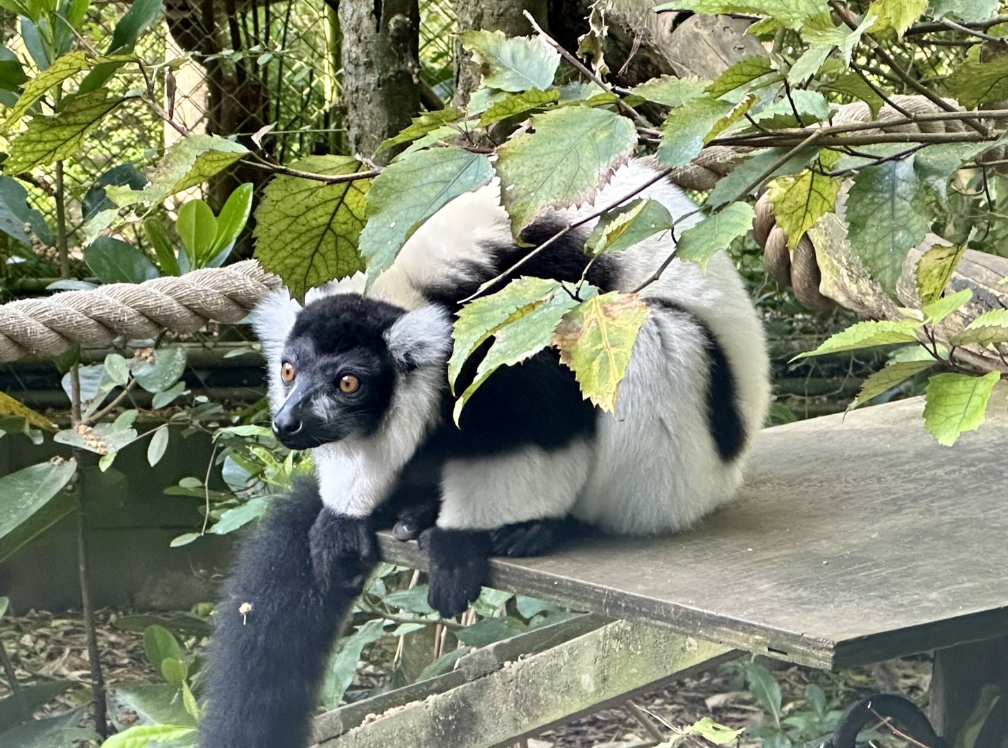 Black and white ruffed lemur (Varecia variegata)