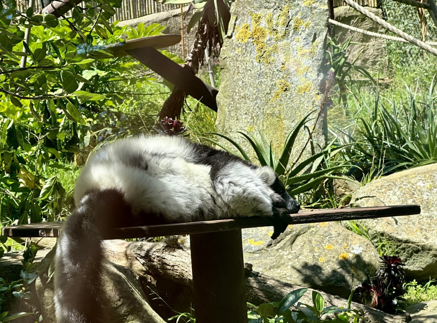 Black and white ruffed lemur (Varecia variegata)