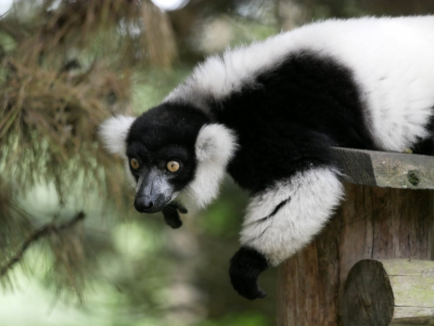 Black-and-white ruffed lemur (Varecia variegata)