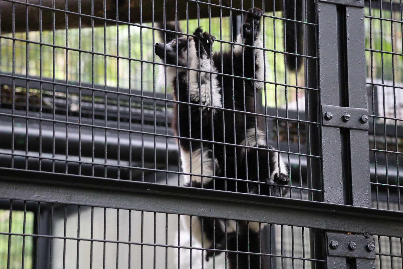 Black-and-white ruffed lemur (Varecia variegata)