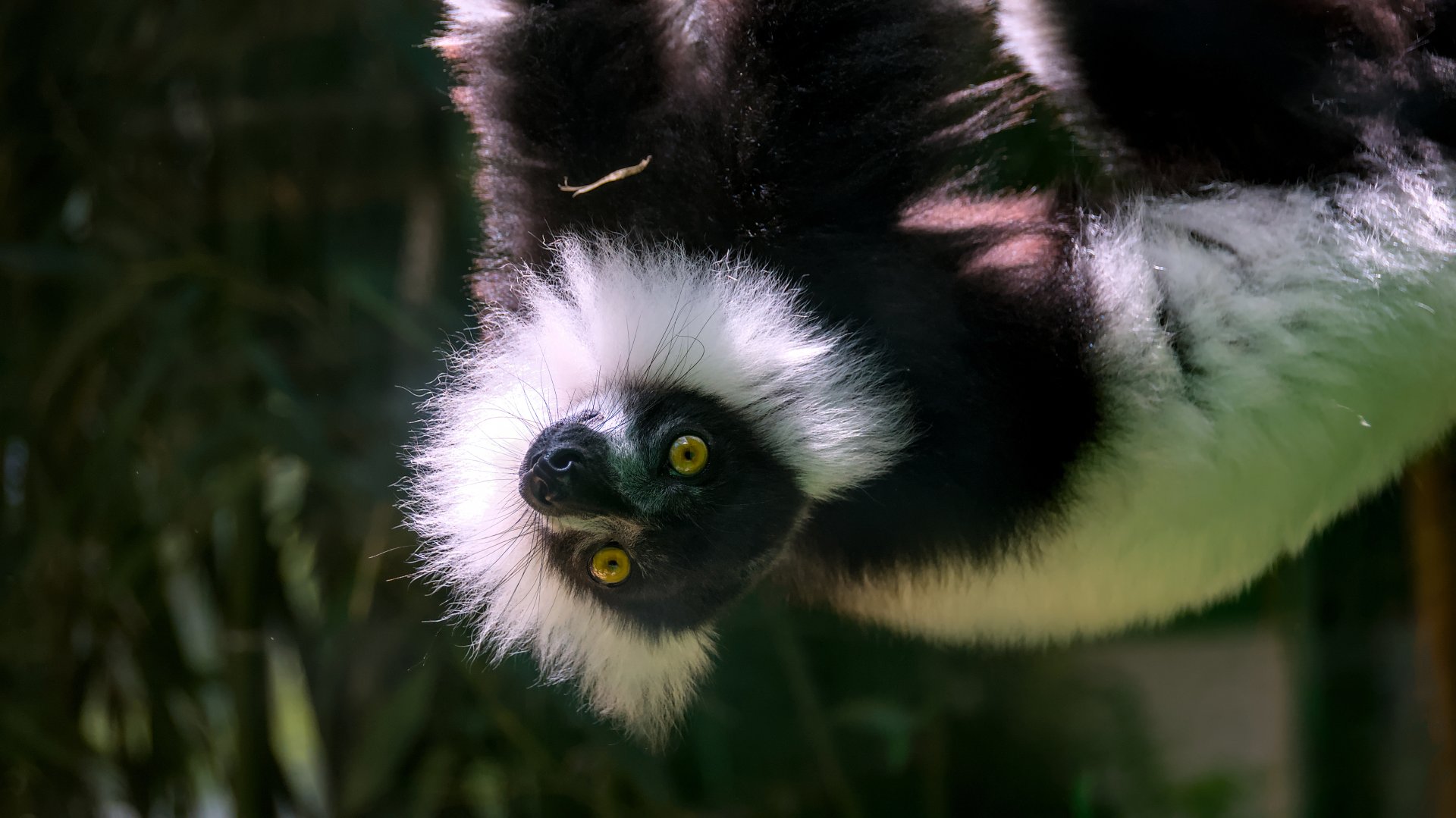Black-and-white ruffed lemur (Varecia variegata)