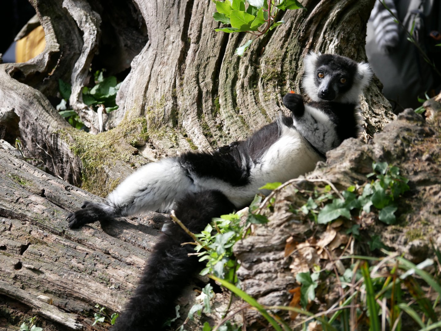 Black-and-white ruffed lemur (Varecia variegata)