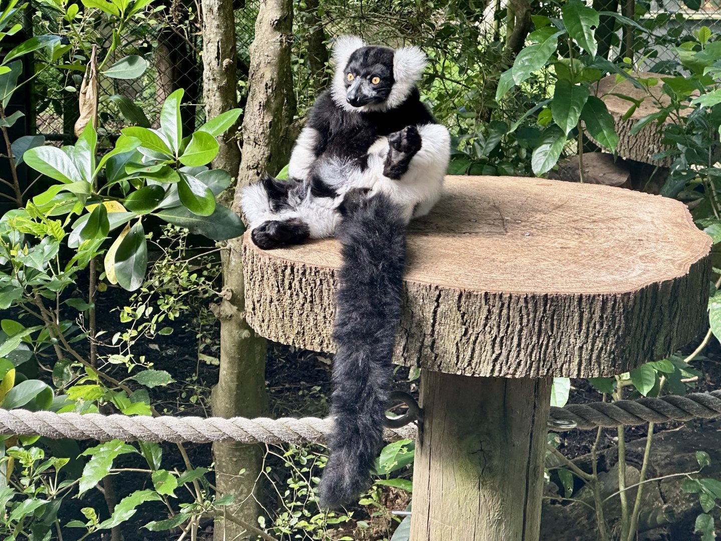 Black and white ruffed lemur (Varecia variegata)