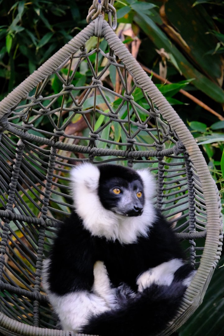 Black and White Ruffed Lemur - Wildlife HQ