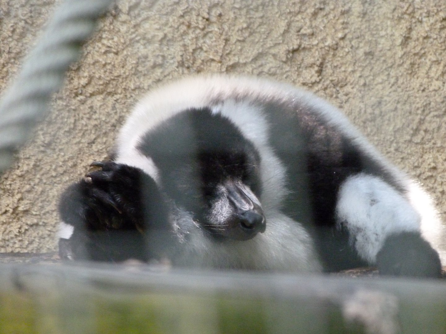 Black-and-white ruffed lemur -Zoo d'Asson (2025)