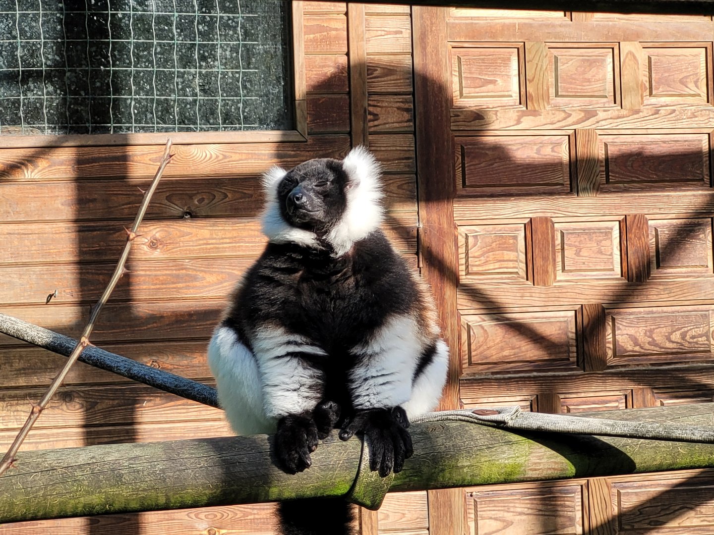 Black-and-white ruffed lemur -Zoo de Santillana del Mar (2023)