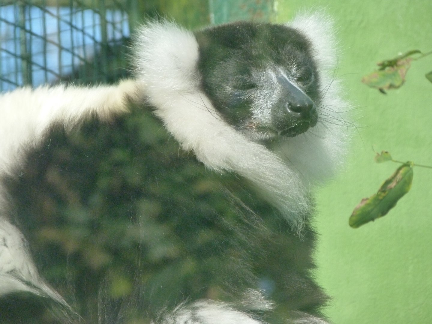 Black-and-white ruffed lemur -Zoo de Santillana del Mar (2024)