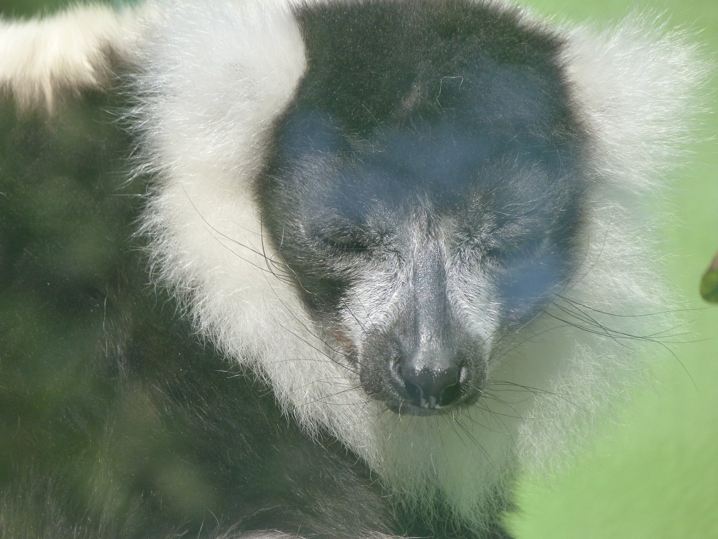 Black-and-white ruffed lemur -Zoo de Santillana del Mar (2024)