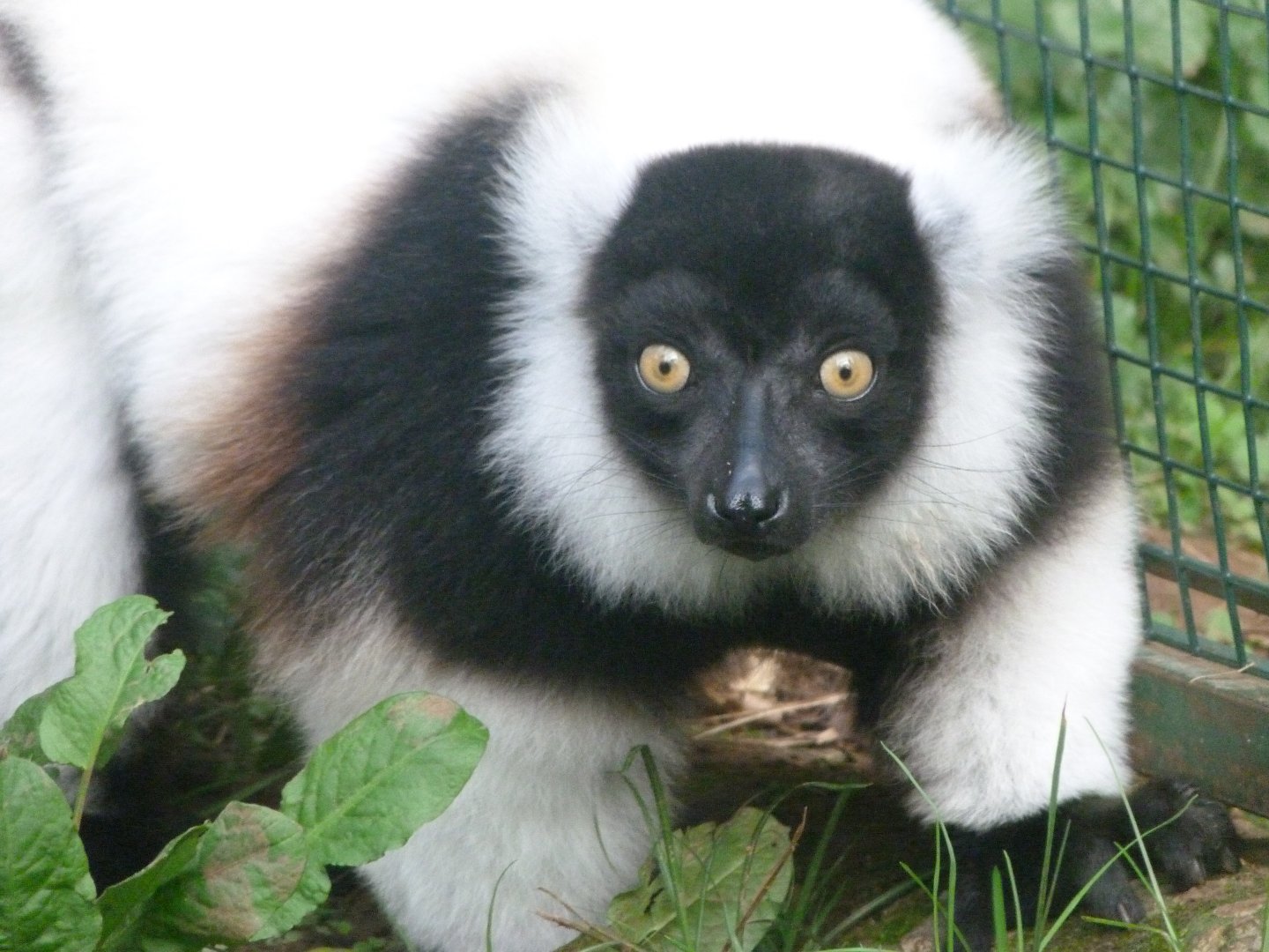 Black-and-white ruffed lemur -Zoo de Santillana del Mar (2024)