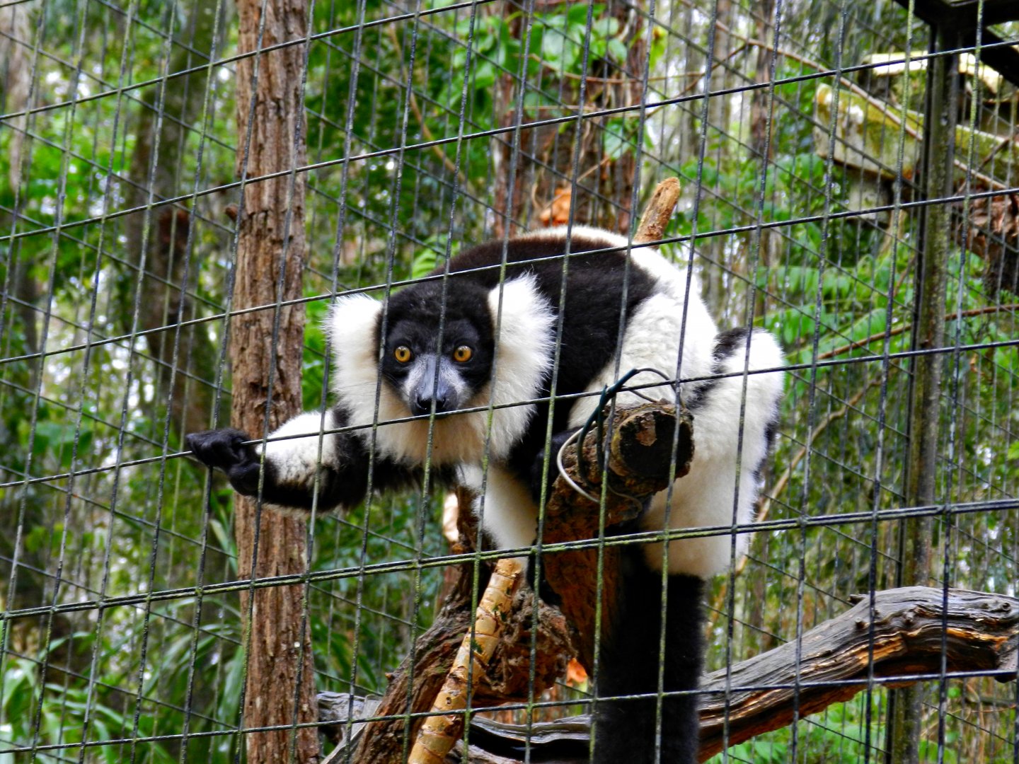 Black-and-white ruffed lemur - Zooparque Itatiba
