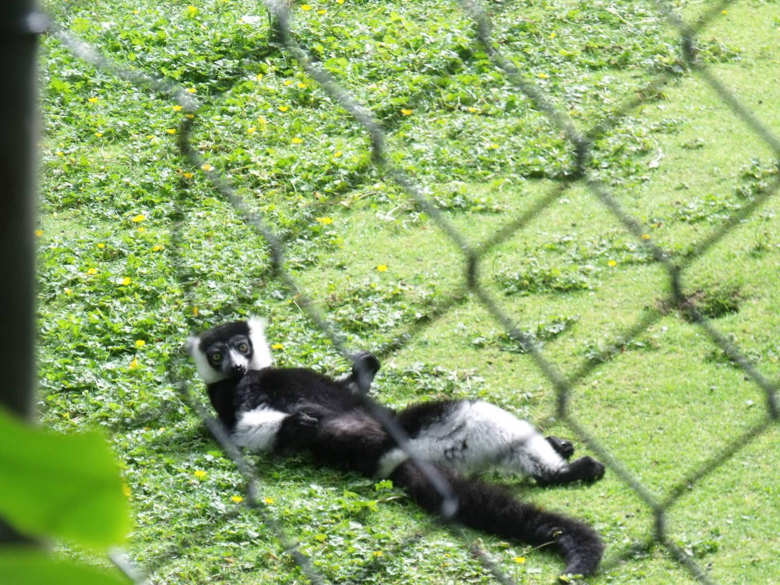 Black and White ruffed Lemur