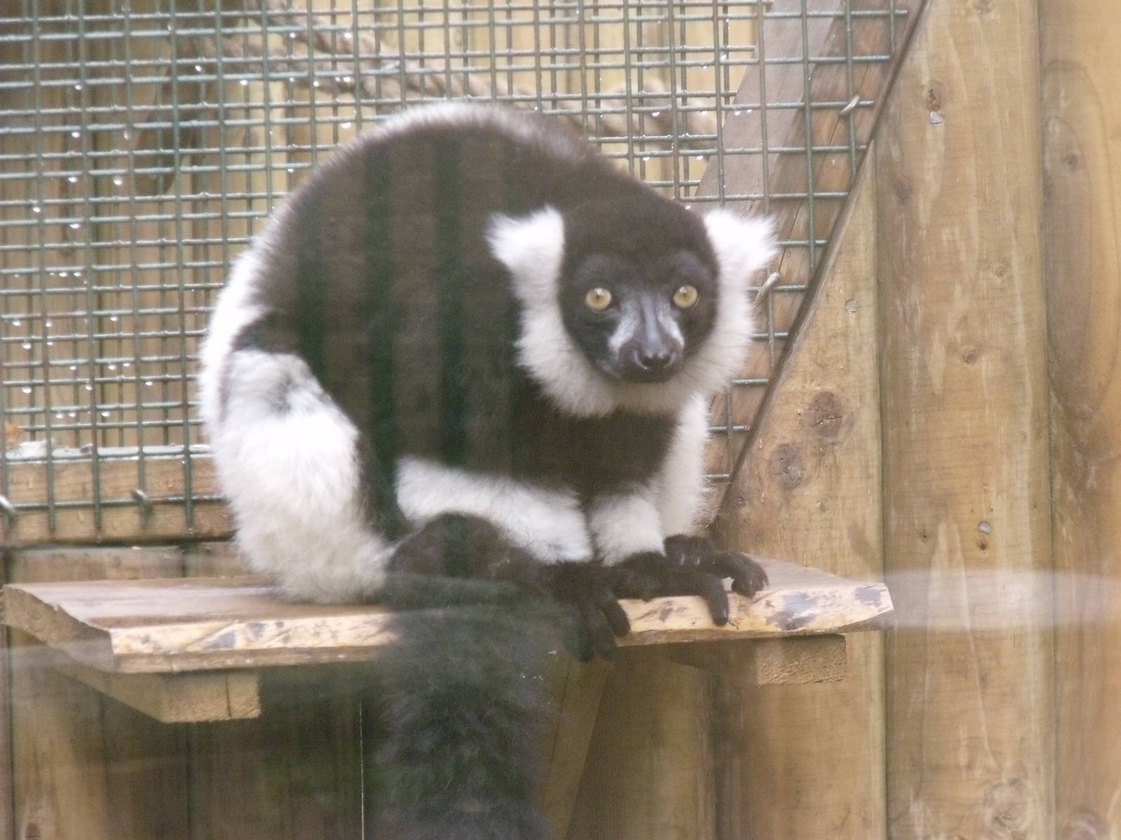 Black and White ruffed lemur