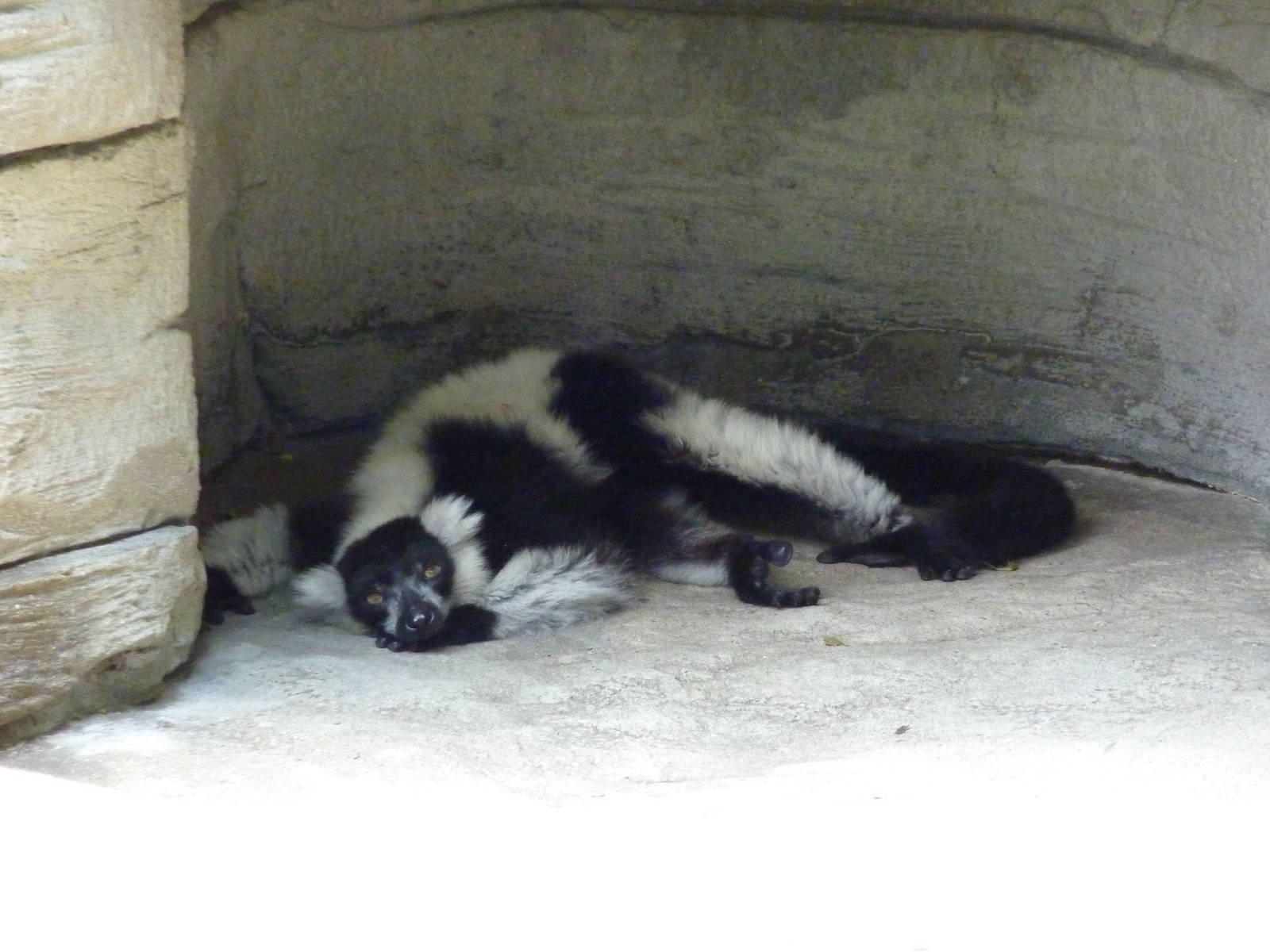 Black-and-White Ruffed Lemur