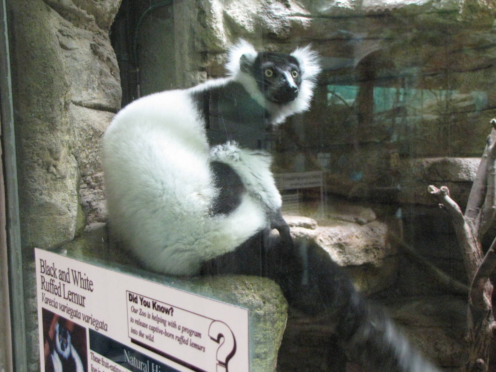 Black and White Ruffed Lemur