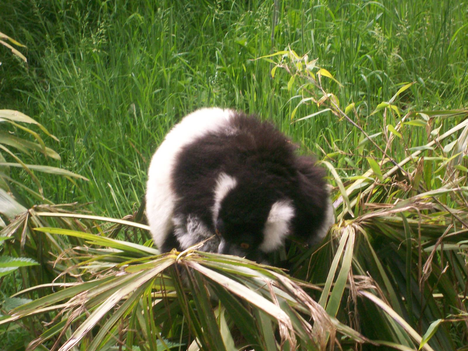 Black and White Ruffed Lemur
