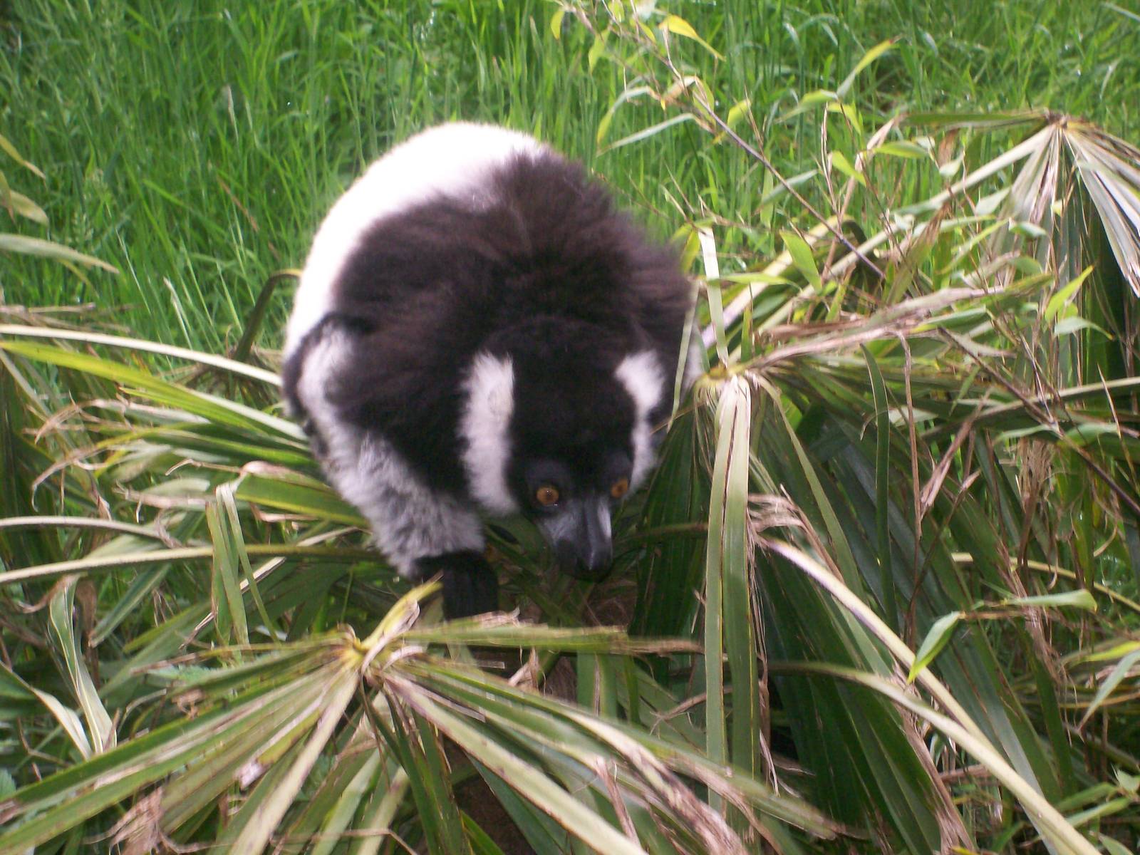 Black and White Ruffed Lemur