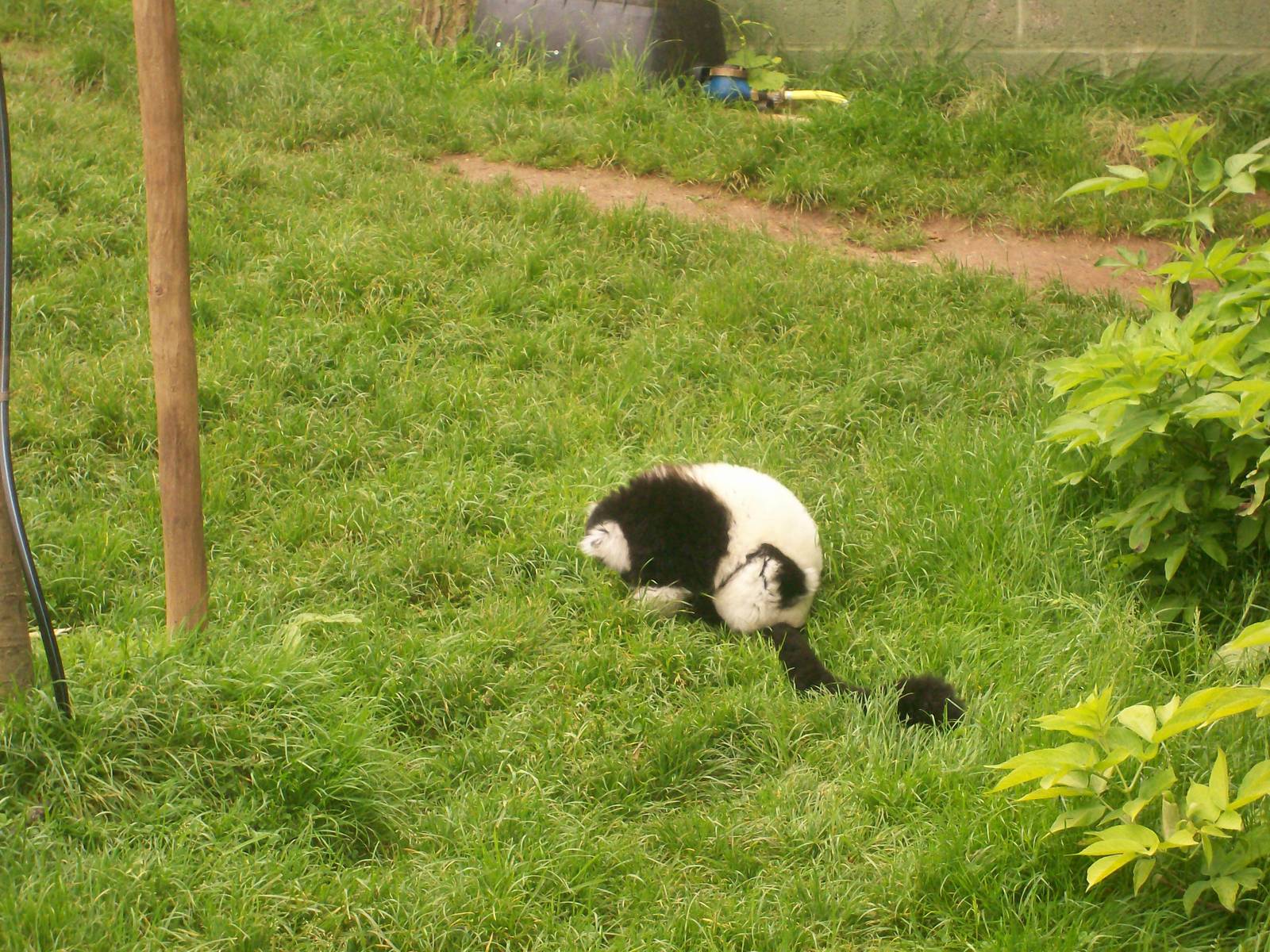 Black and White Ruffed Lemur