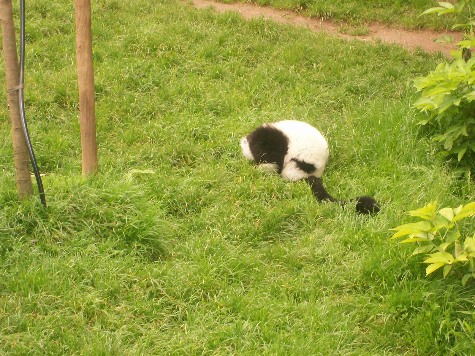 Black and White Ruffed Lemur