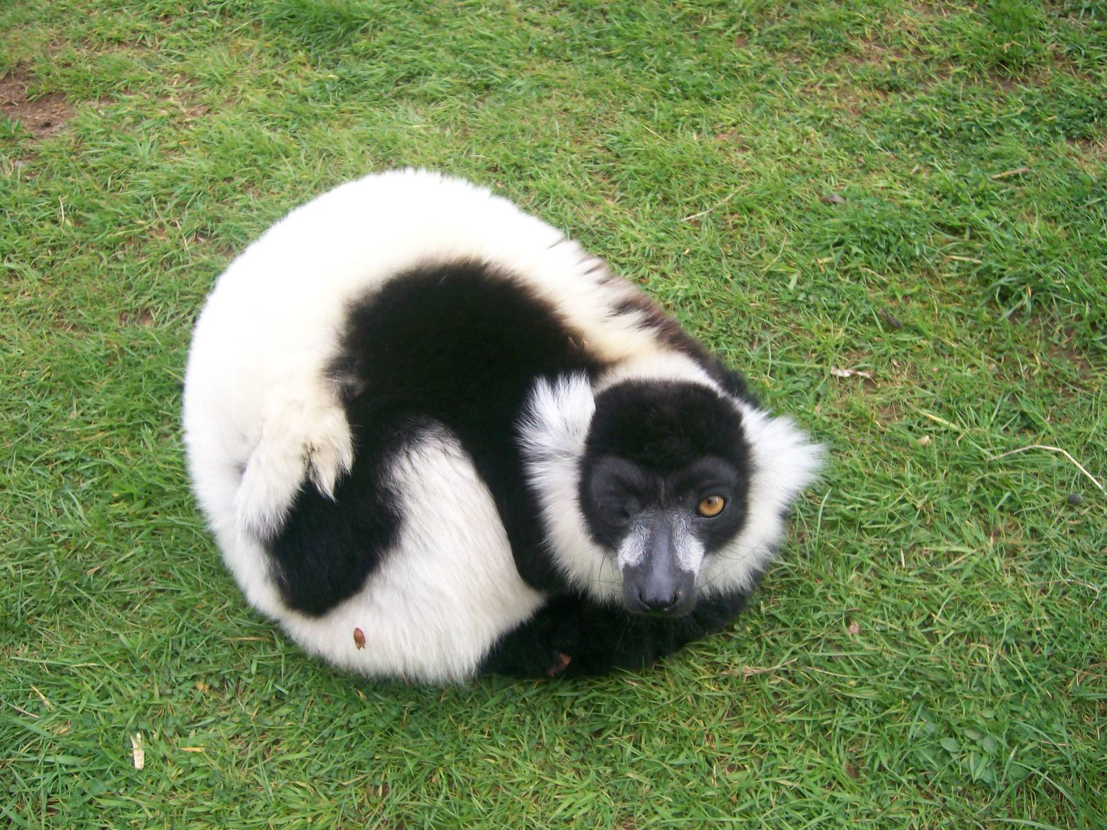 Black and White Ruffed Lemur