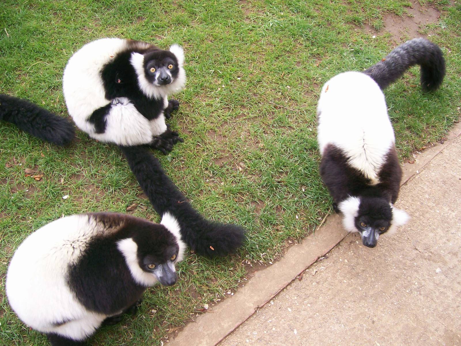 Black and White Ruffed Lemur