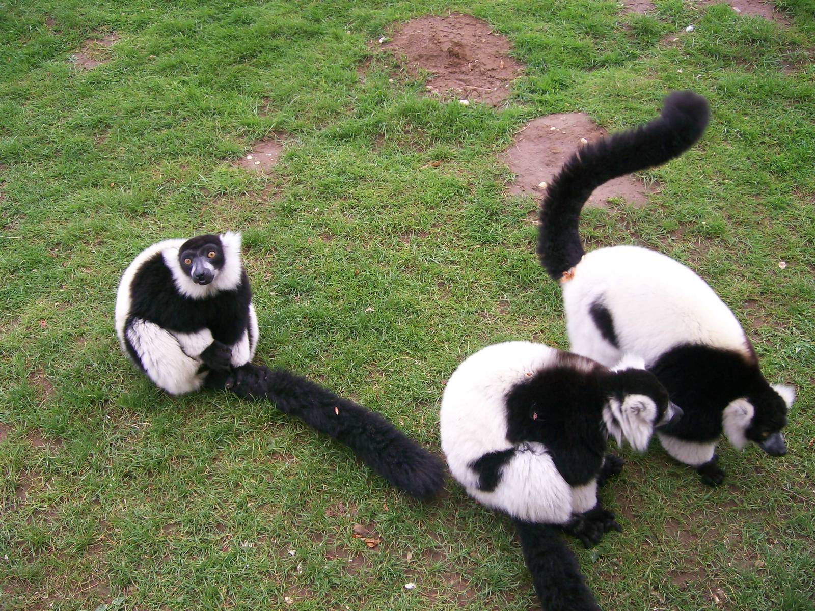 Black and White Ruffed Lemur