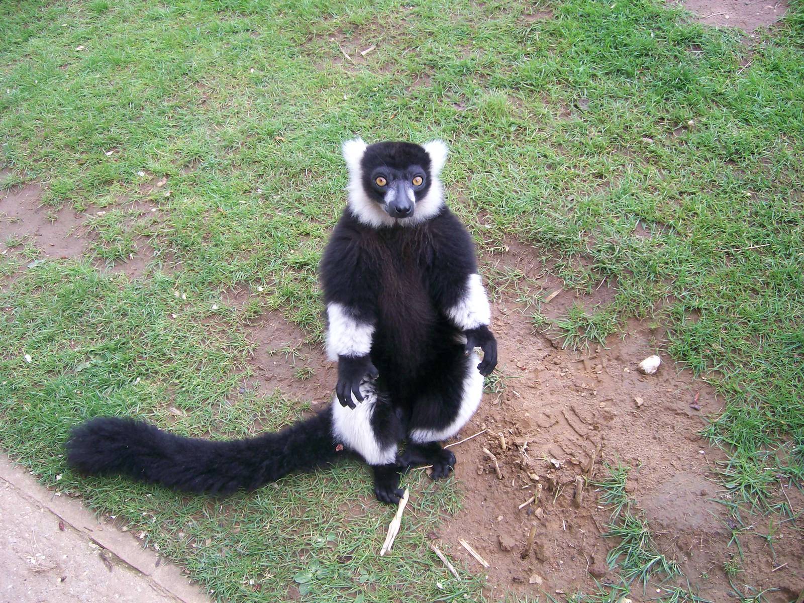 Black and White Ruffed Lemur