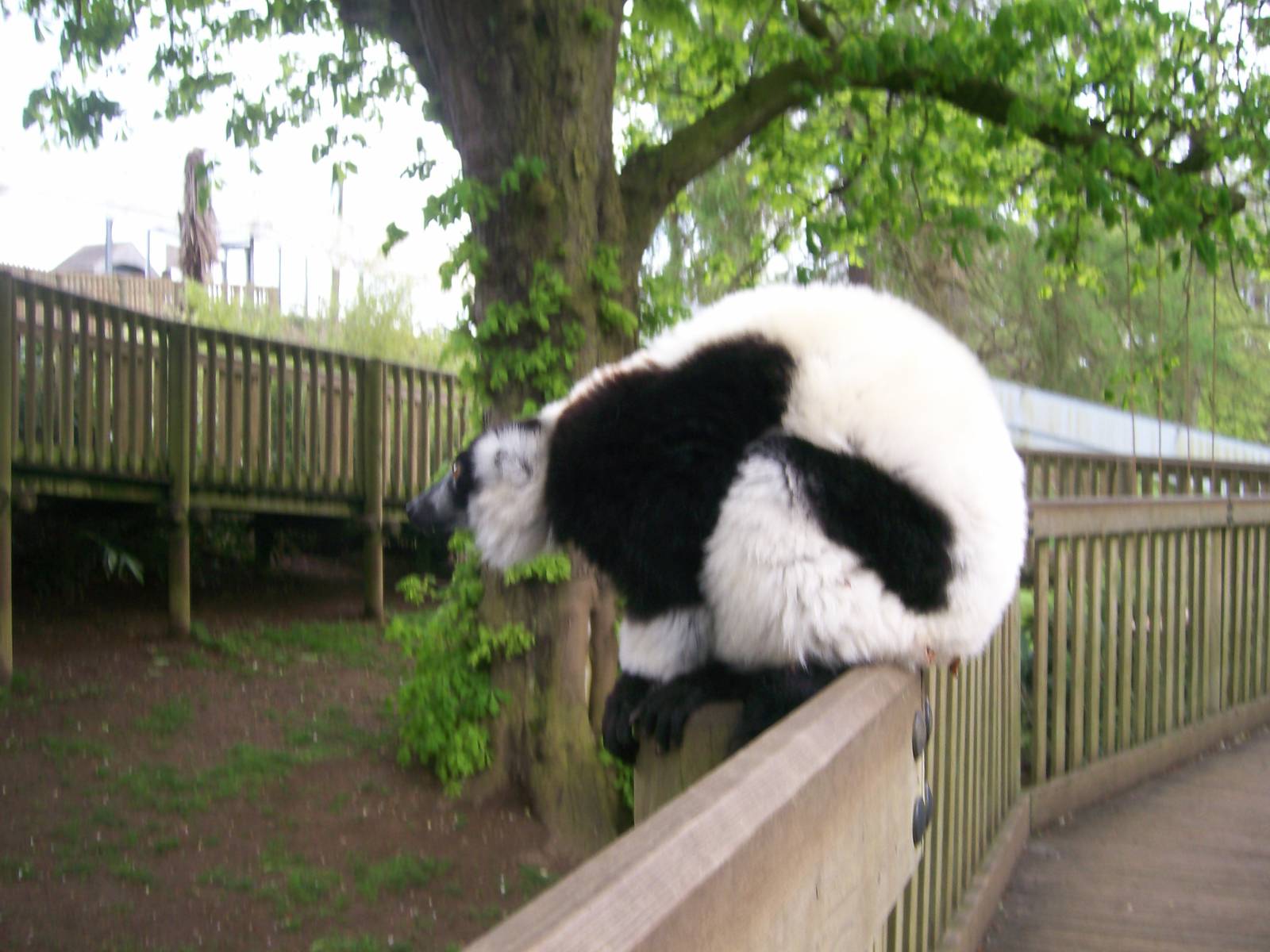 Black and White Ruffed Lemur