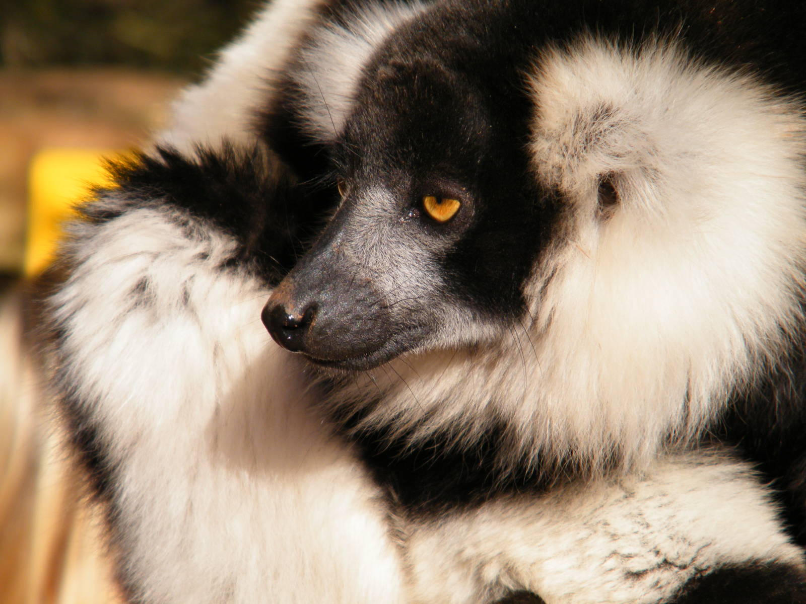 Black and White Ruffed Lemur