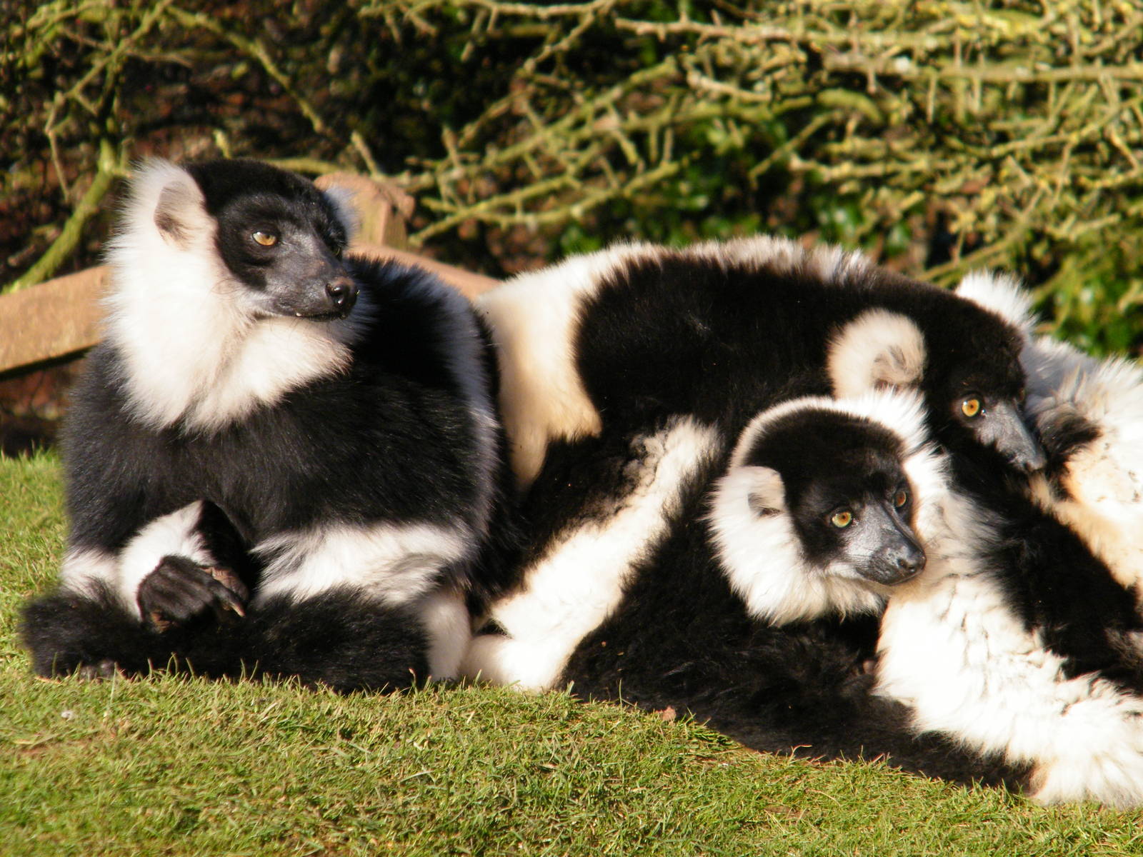 Black and White Ruffed Lemur