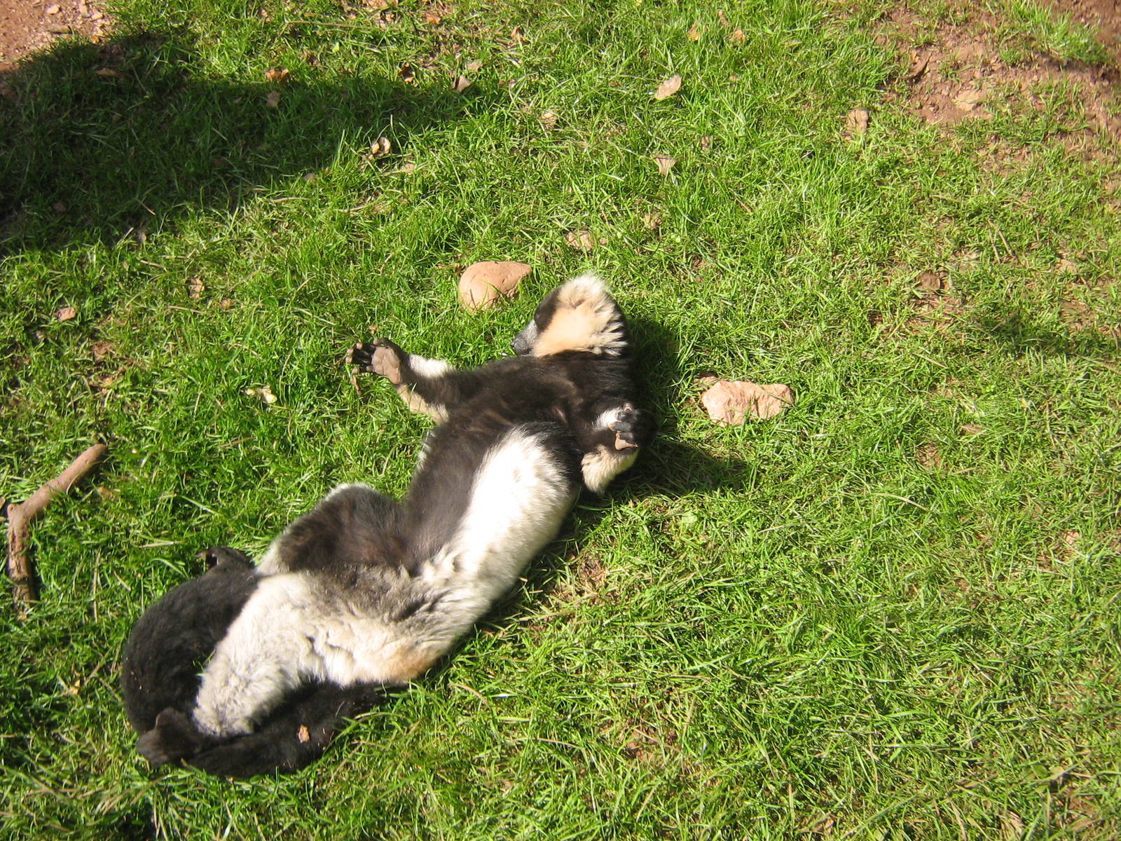 Black And White Ruffed Lemur.