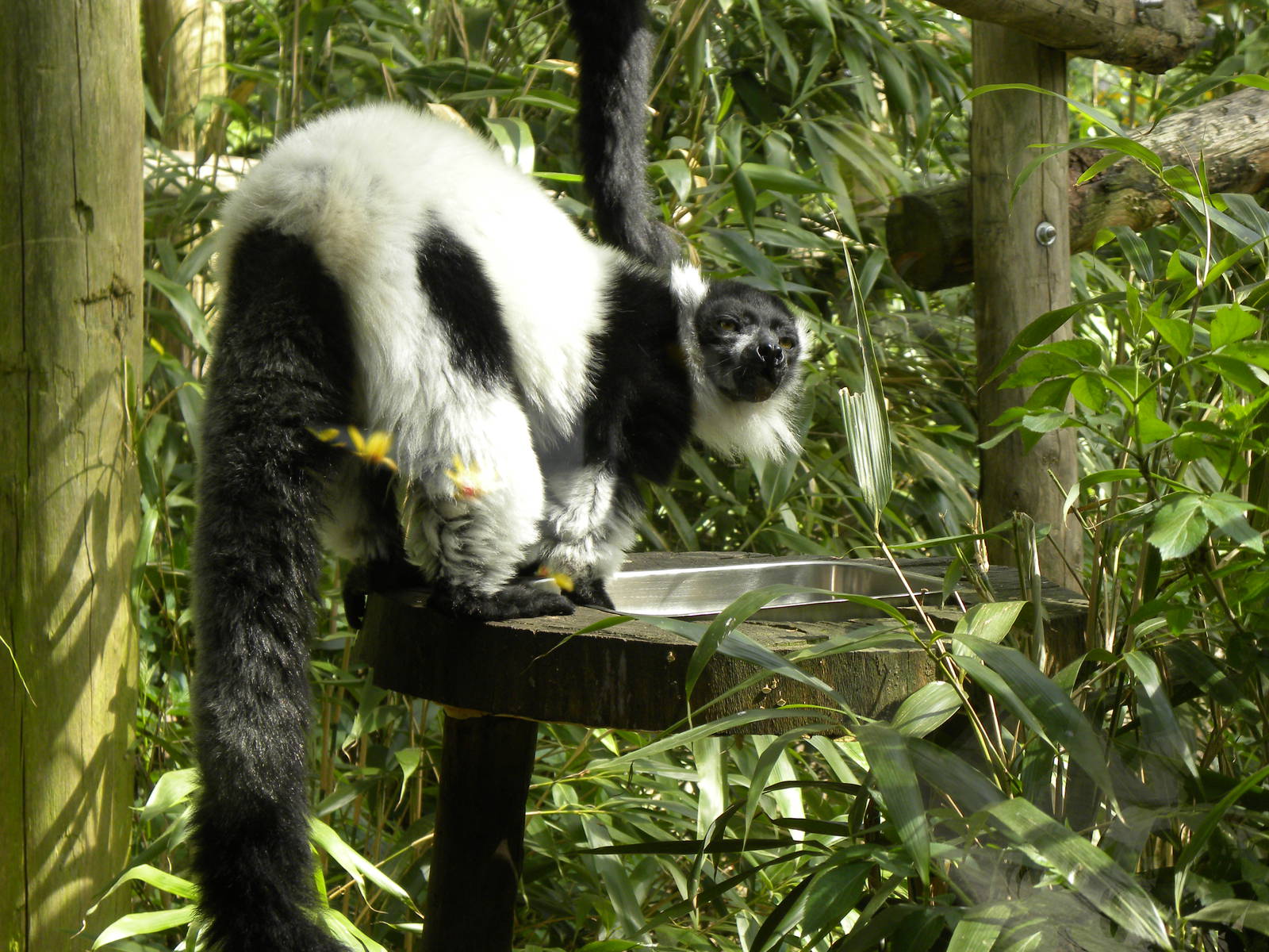 Black and white ruffed lemur
