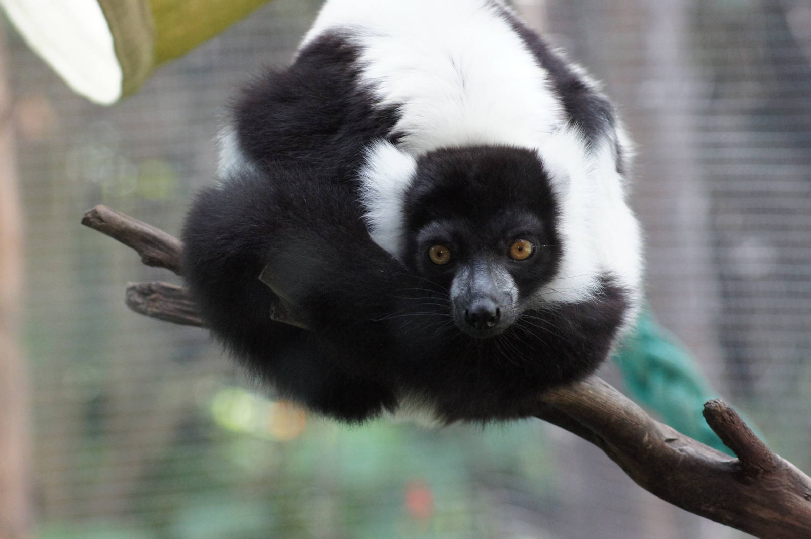 Black and White Ruffed Lemur