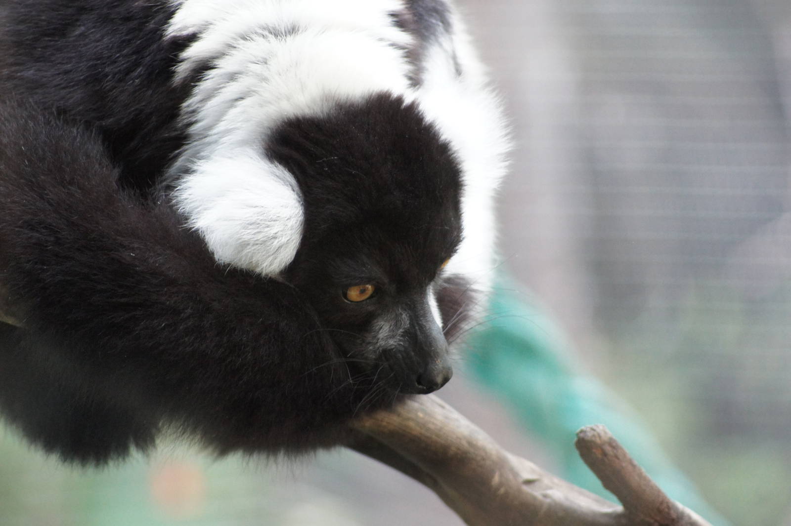 Black and White Ruffed Lemur