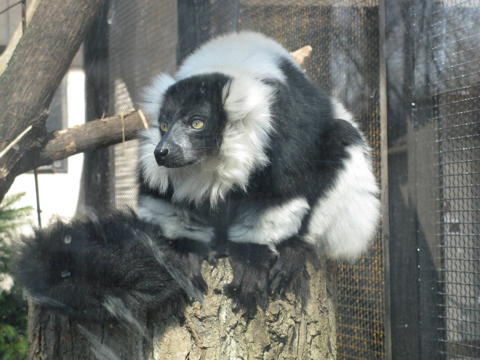 Black-and-white ruffed lemur