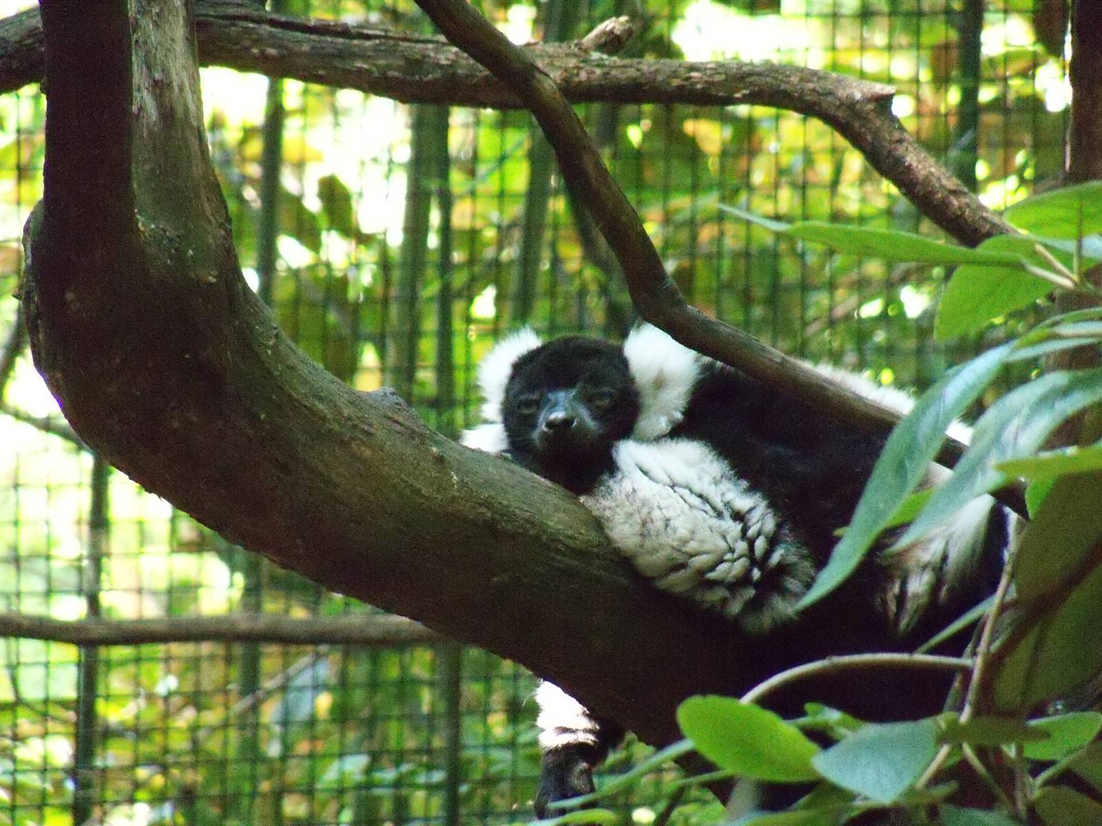 Black-and-White Ruffed Lemur