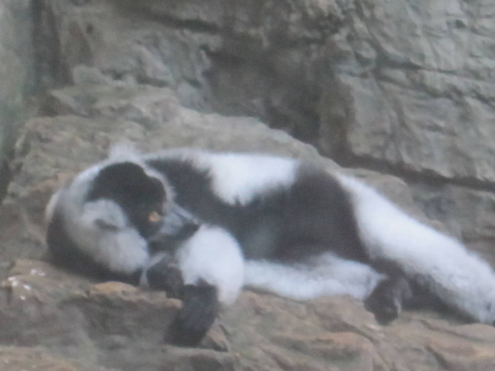 Black and White Ruffed Lemur