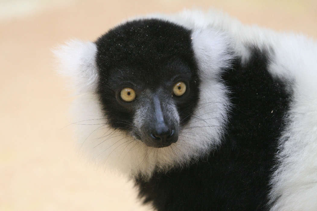 Black and White Ruffed Lemur