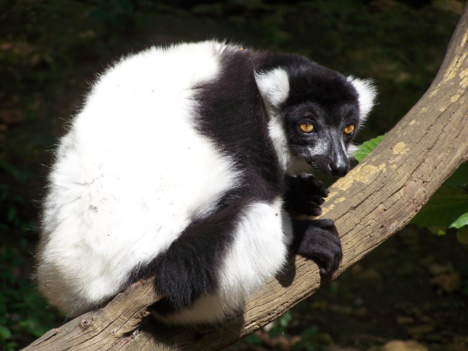 Black and white ruffed lemur