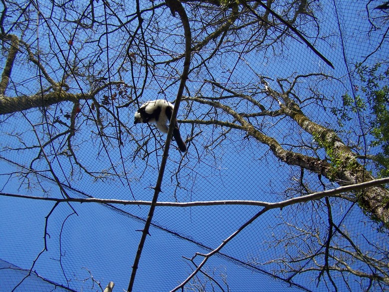 black and white ruffed lemur