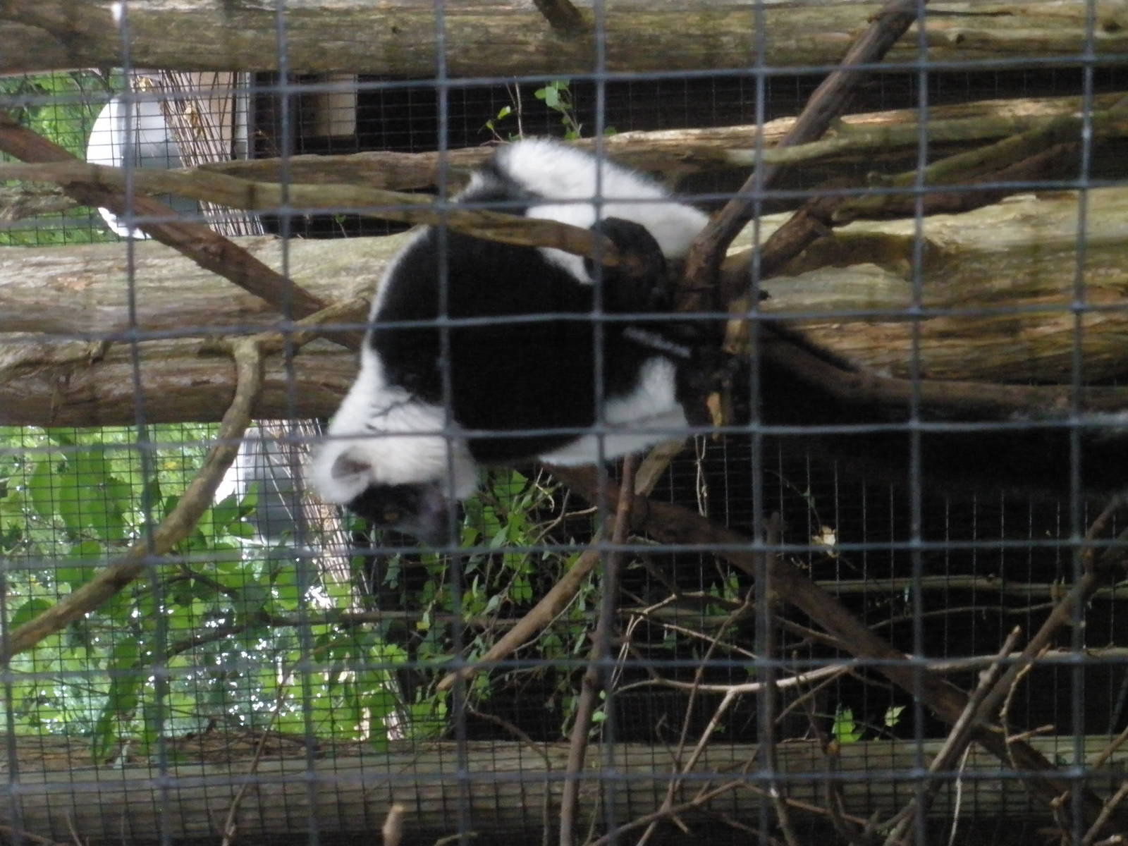 Black and White Ruffed Lemur