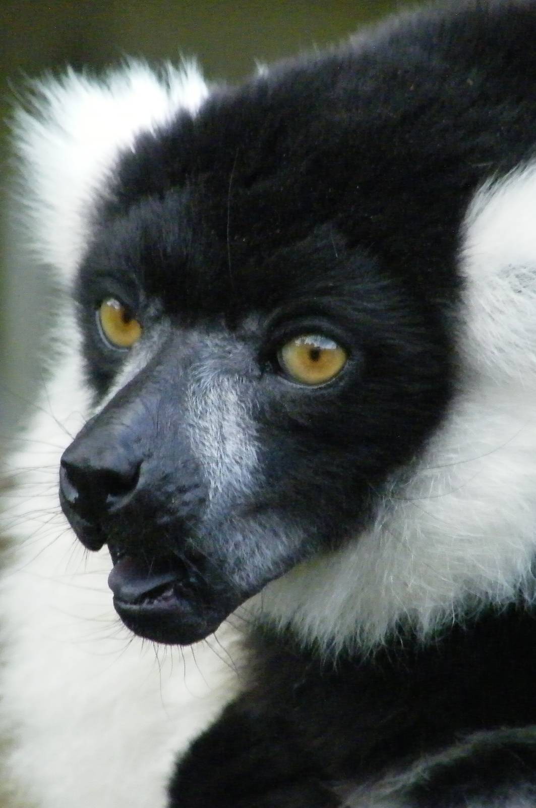 Black And White Ruffed Lemur