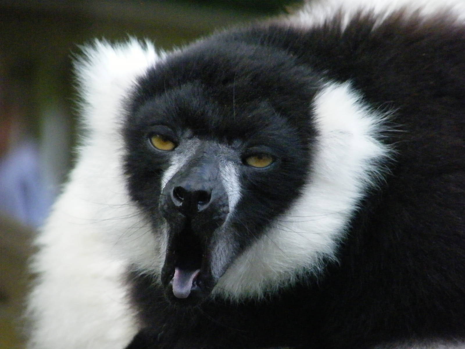 Black And White Ruffed Lemur