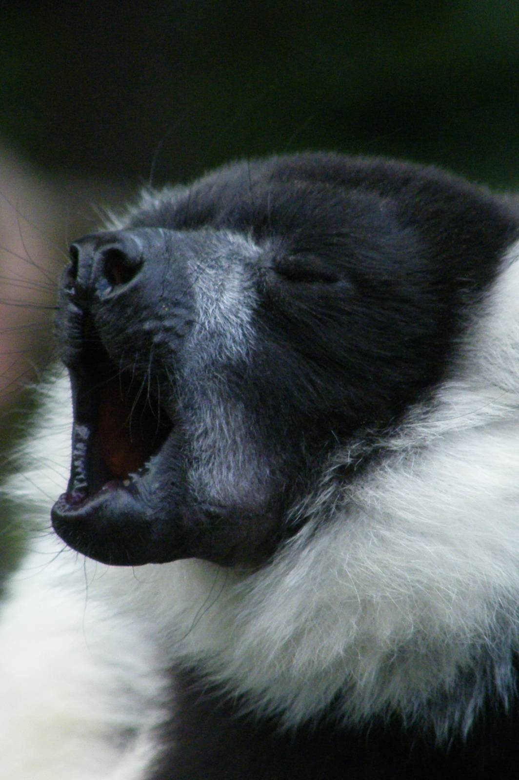 Black And White Ruffed Lemur