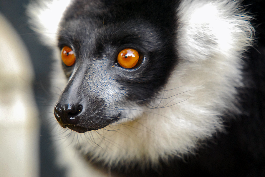 black and white ruffed lemur